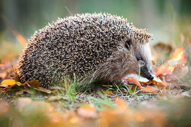 欧洲刺猬(Erinaceus europaeus)